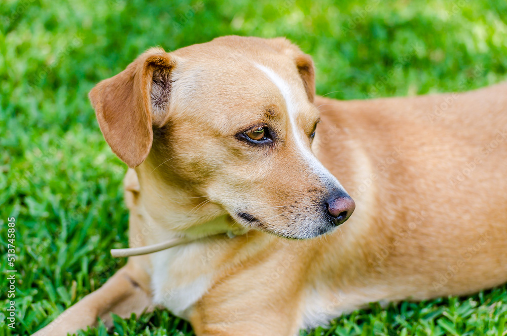 Cute Blond Haired Dog Relaxing on Green Grass. Sitting Outdoors in the Backyard at Summer Time. Portrait of a Beautiful Kokoni Greek Breed. Cute Blond Haired Dog Relaxing on Green Grass. Sitting Outdoors in the Backyard at Summer Time. Portrait of a Beautiful Kokoni Greek Breed.