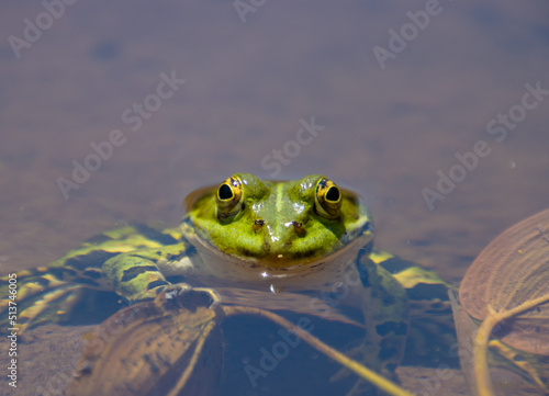 Frog sitting at the shore of a pond and looking at camera, Pelophylax esculentus