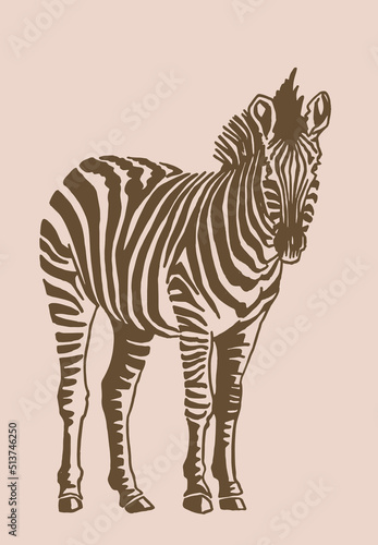 Vector zebra standing , sepia background,graphical vintage illustration