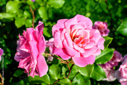 Wallpaper Mural Large green bush with many fresh vivid pink roses and green leaves in a garden in a sunny summer day, beautiful outdoor floral background photographed with soft focus. Torontodigital.ca