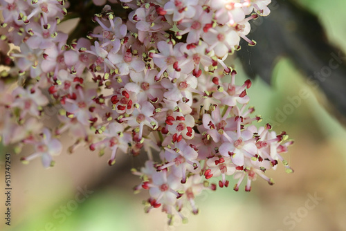 Nahaufnahme von unzähligen, kleinen Blüten der seltenen Naturheilpflanze Rotlaubiger Säulen-Holunder Black Tower
