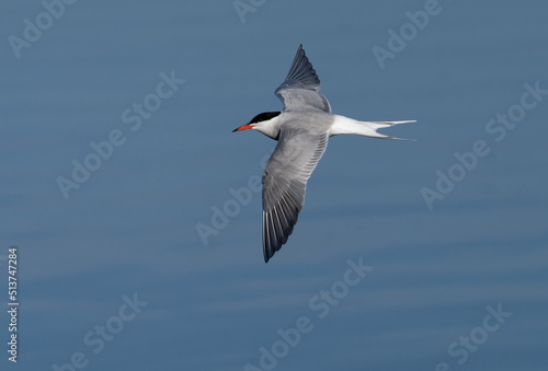 Fisktärna. Common tern, (Sterna hirundo)
