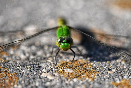 close up of a green dragonfly