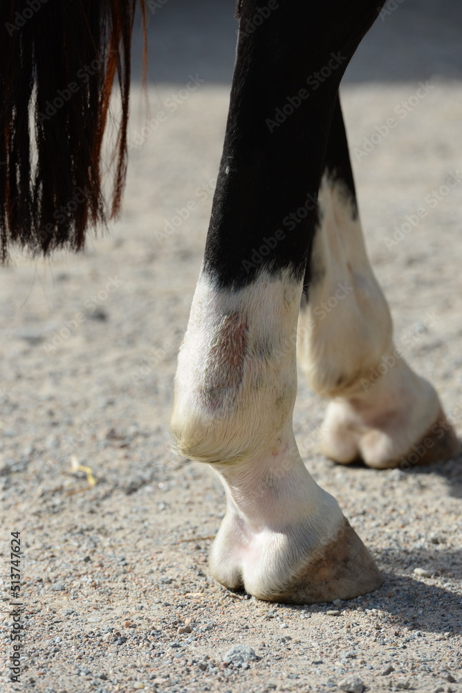 Fototapeta premium Tierärztin untersucht und behandelt ein Pferd mit Sehnenschaden