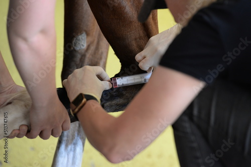 Tierärztin untersucht und behandelt ein Pferd mit Sehnenschaden photo