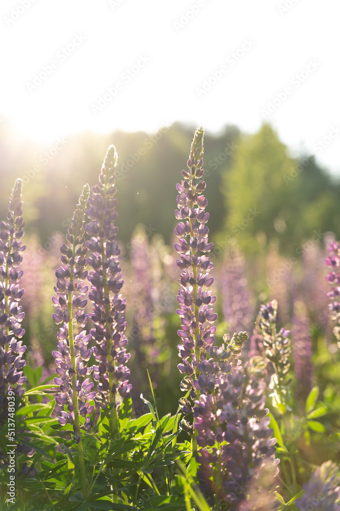 Obraz premium lupins at sunset with backlight