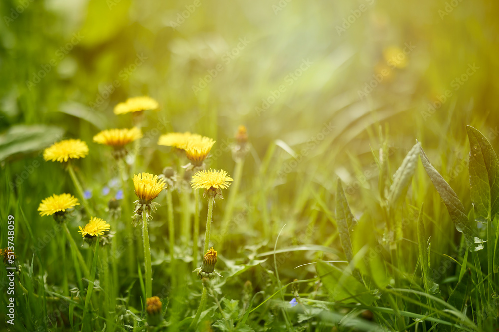 lose up of blooming yellow dandelion flowers (Taraxacum officinale) in garden on spring time.
