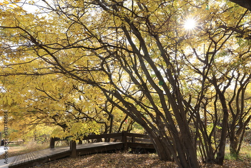 Beautiful trees and paths in autumn