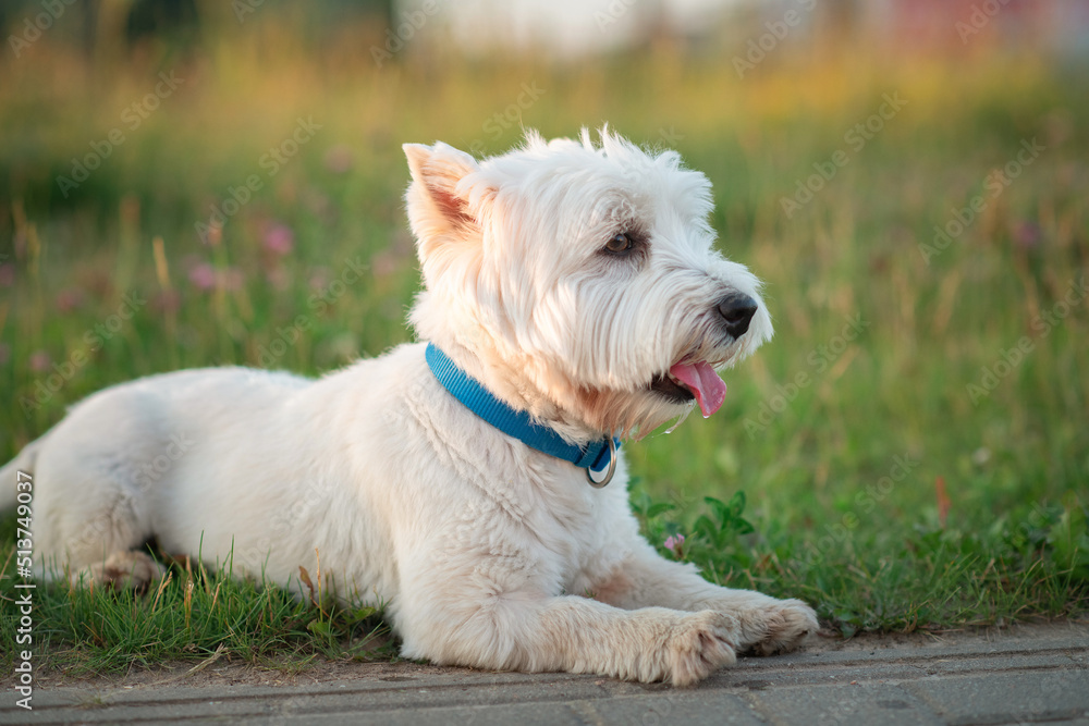 West Highland White Terrier on a walk on a summer evening.