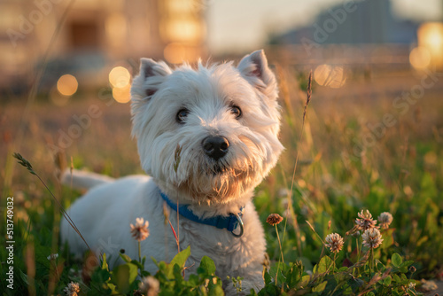 Foto West Highland White Terrier on a walk on a summer evening.