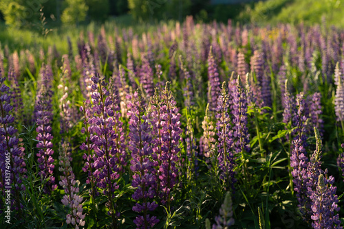 lupins at sunset with backlight