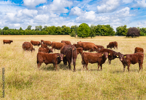 Red Ruby Devons or North Devon cows grazing in the field on a sunny and clouds day in a open field with tall dried grass. © Stefan K