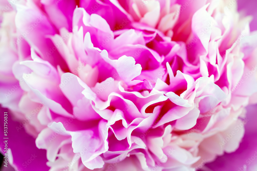 Pink peony flower petals, macro photo