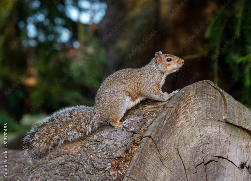 Grey squirrel Grey squirrel
