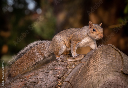 Grey squirrel © James Powell