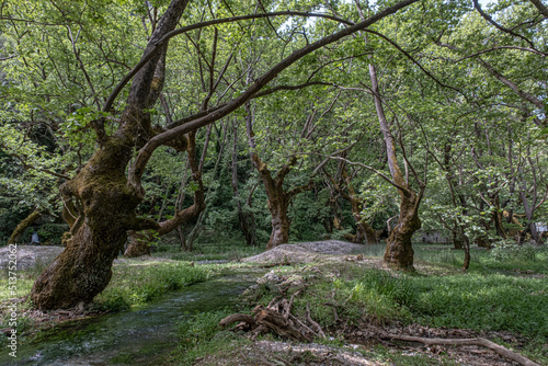 Plane trees forest and the sources of Aroanios rever close to Planitero village, Kalavrita, Aroania, Peloponnes, West Greece, Greece photo