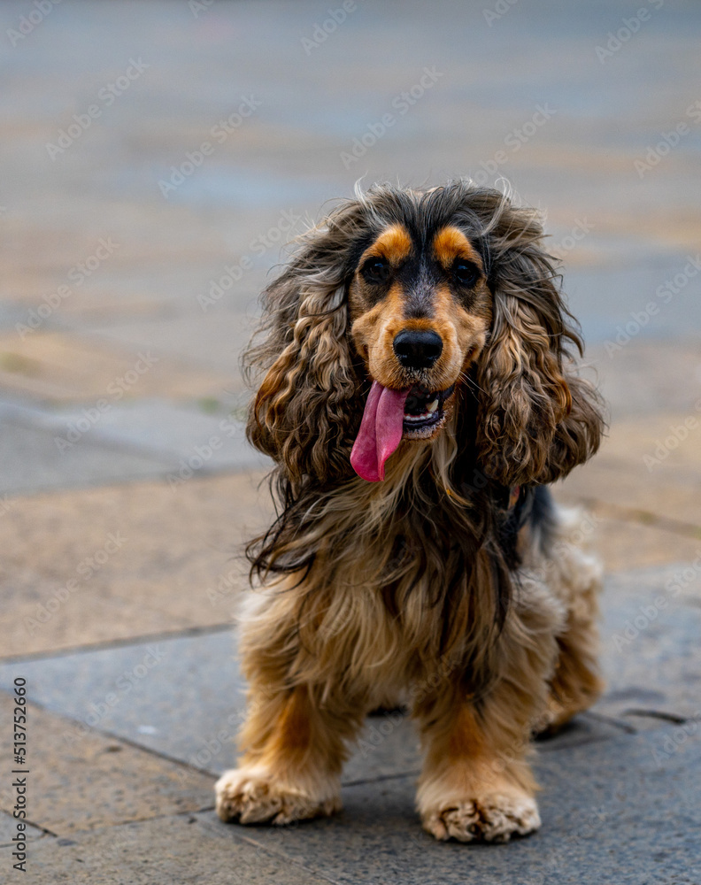Cocker spaniel with tongue out