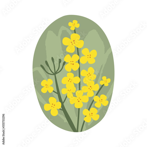 Hand drawn yellow rapeseed flower. Floral illustration for cards, logos. flat style. Vector canola buds. All elements are isolated on a white background.
