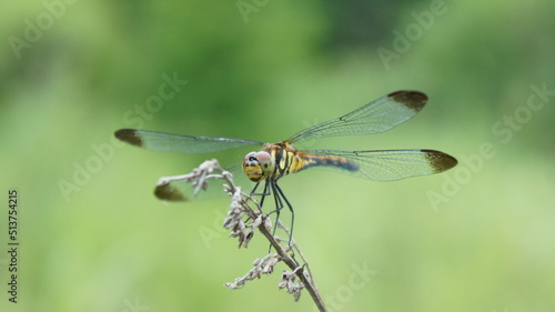 Pictures of Common Japanese Dragonflies