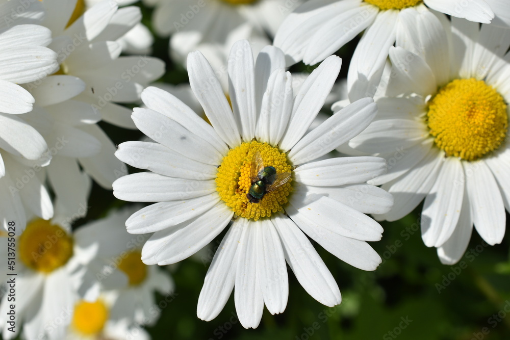 Lucilia caesar meat fly on a daisy flower in the garden Lucilia caesar meat fly on a daisy flower in the garden
