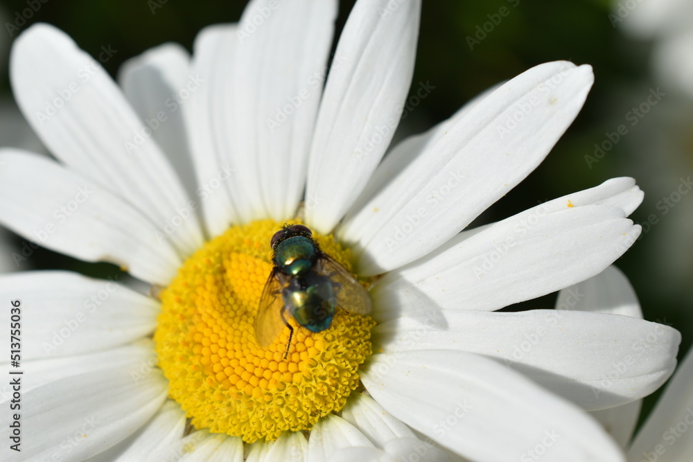 Lucilia caesar meat fly on a daisy flower in the garden Lucilia caesar meat fly on a daisy flower in the garden