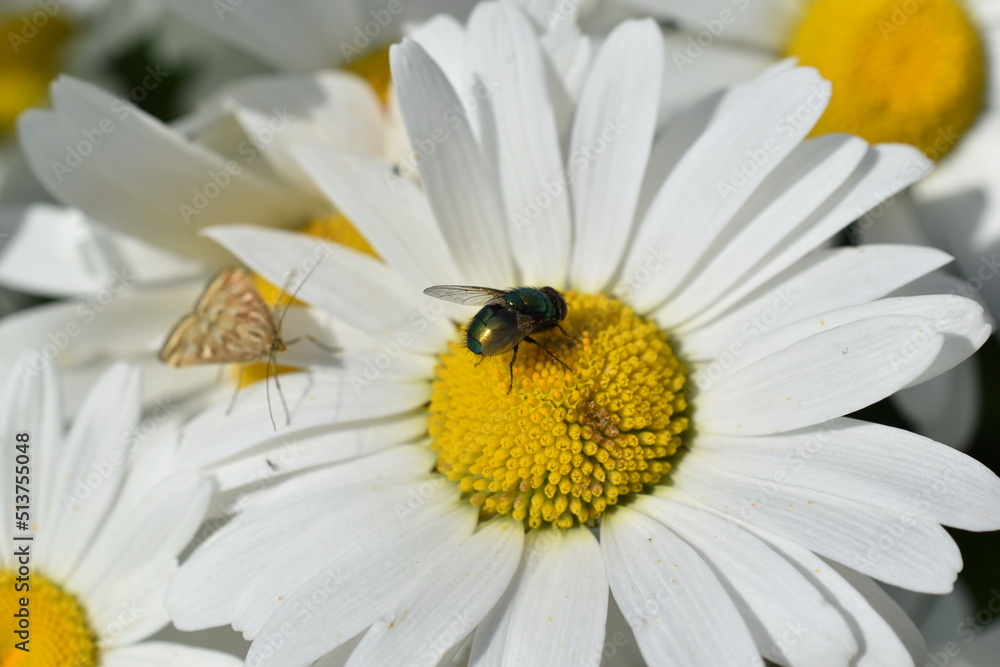 Lucilia caesar meat fly on a daisy flower in the garden Lucilia caesar meat fly on a daisy flower in the garden