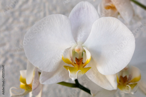 beautiful close-up of natural white orchid flower