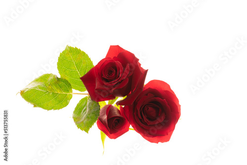 Bunch of rosy roses isolated on white