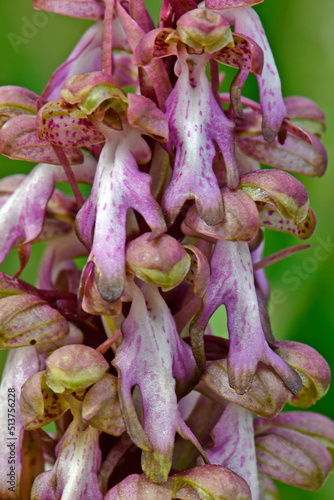 Roberts barlia, Barlie // Riesenknabenkraut (Himantoglossum robertianum) - Mani, Greece // Griechenland