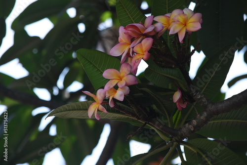 pink and white orchids