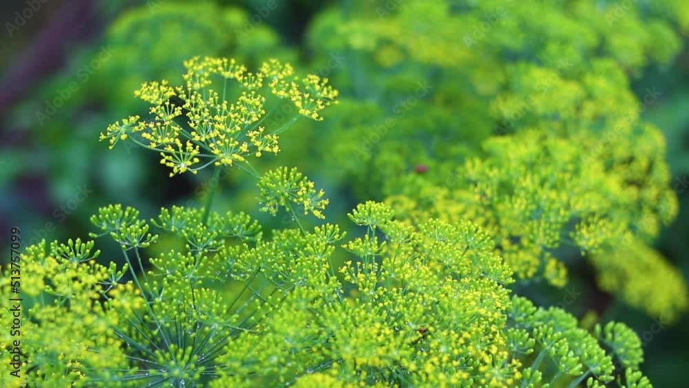 Blooming fennel or dill in the garden. The plant after the rain. A pleasant seasoning for cooking. Blooming fennel or dill in the garden. The plant after the rain. A pleasant seasoning for cooking.