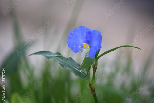 blue iris flower