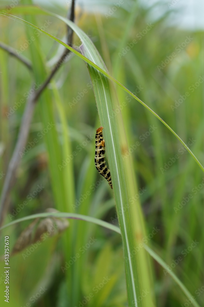 inchworm walking on grass blades