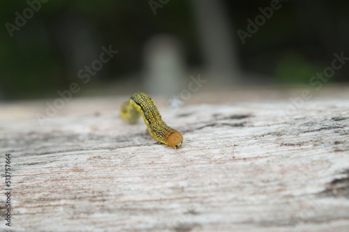 Inchworms walking on fallen trees photo