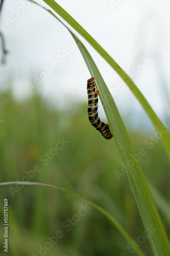 inchworm walking on grass blades
