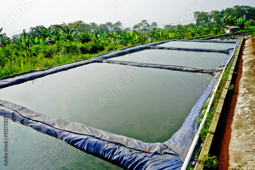 Cultivation of catfish in traditional ponds. Bogor, West Java