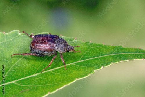 A monkey beetle walking on a leaf (Hoplia philanthus)