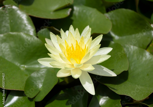 Beautiful lotus flowers blooming in a natural pond.