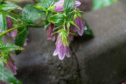 Pink Korean Bellflower (or Korean-Glockenblume) in the garden. Campanula Takesimana (Campanula Punctata). Beautiful flowers covered in raindrops. Gardening. Flowering. Close-up. Selective focus.