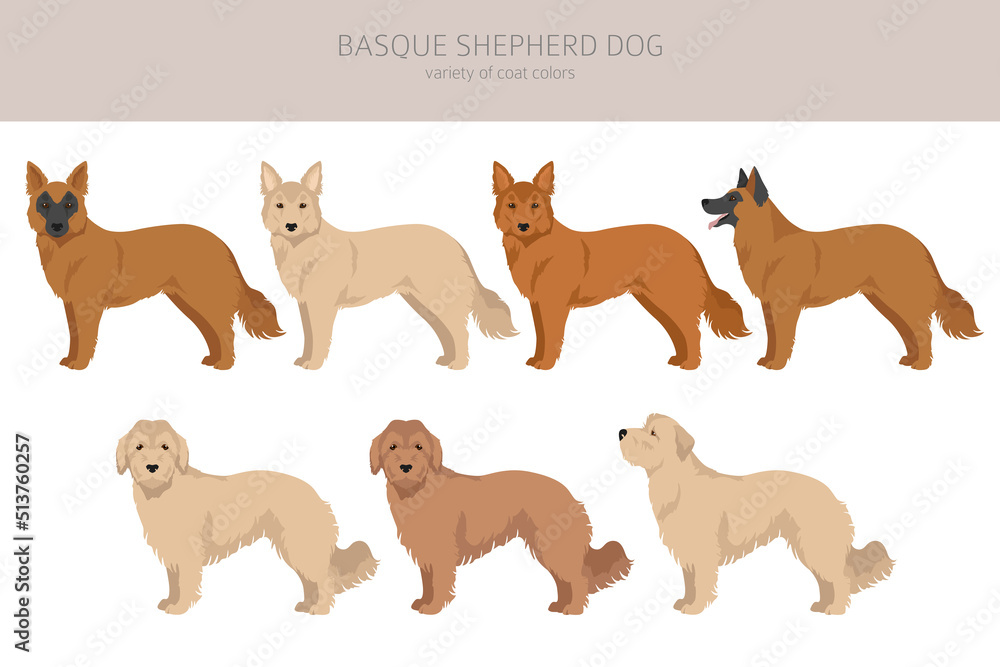 Basque Shepherd dog all colours clipart. Different coat colors and poses set