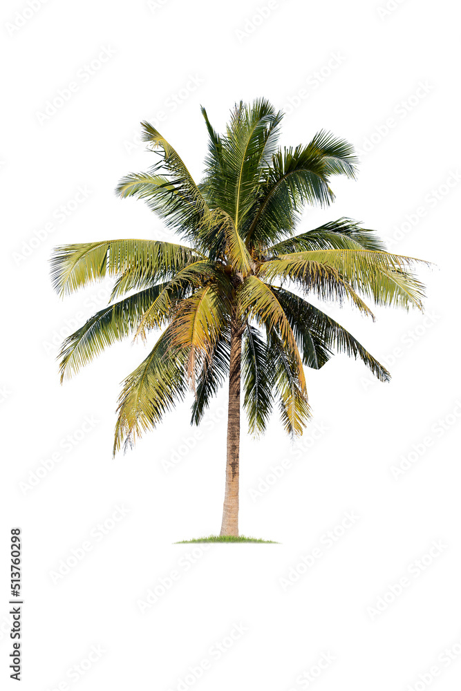 Obraz premium Coconut tree isolated on white background