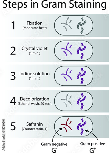 Diagram showing gram staining microbiology lab technique steps - microbiology laboratory using Crystal violet and Safranin