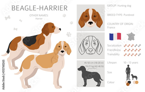 Beagle Harrier all colours clipart. Different coat colors and poses set