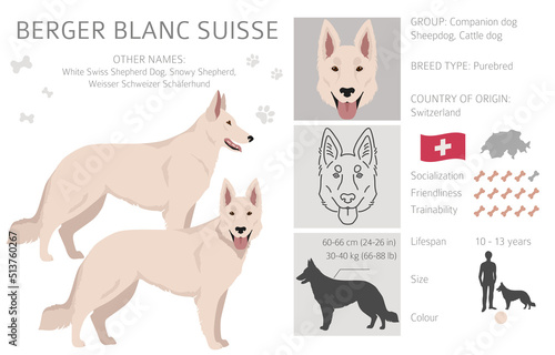 Berger Blanc Suisse clipart. Different coat colors and poses set