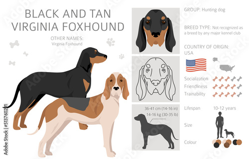 Black and tan Virginia Foxhound clipart. Different coat colors and poses set