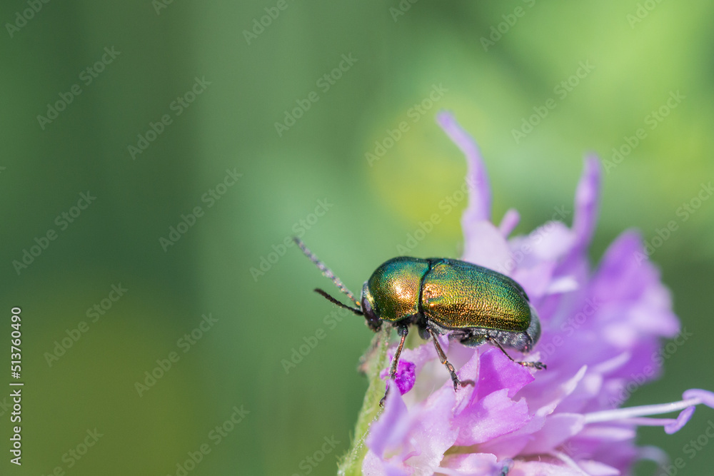 Fototapeta premium Błyszczący kolorowy chrząszcz na łące
