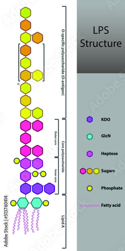 Diagram of LPS strcuture - schematic illustration of Lipopolysaccharide molecule of gram negative bacteria cell membrane. photo