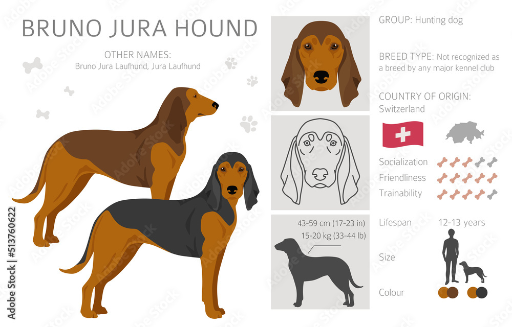 Bruno Jura hound clipart. Different coat colors and poses set