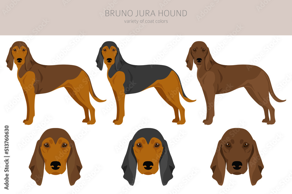 Bruno Jura hound clipart. Different coat colors and poses set