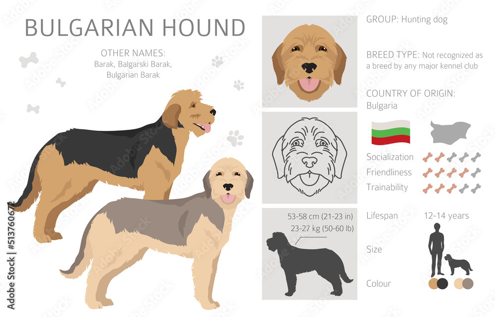 Bulgarian hound clipart. Different coat colors and poses set